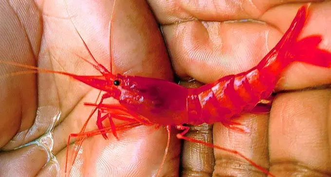 Red prawns of Vatulele.