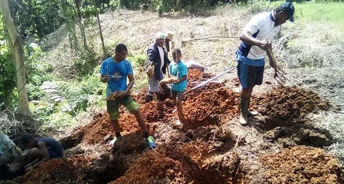 Workers plant yams. 
