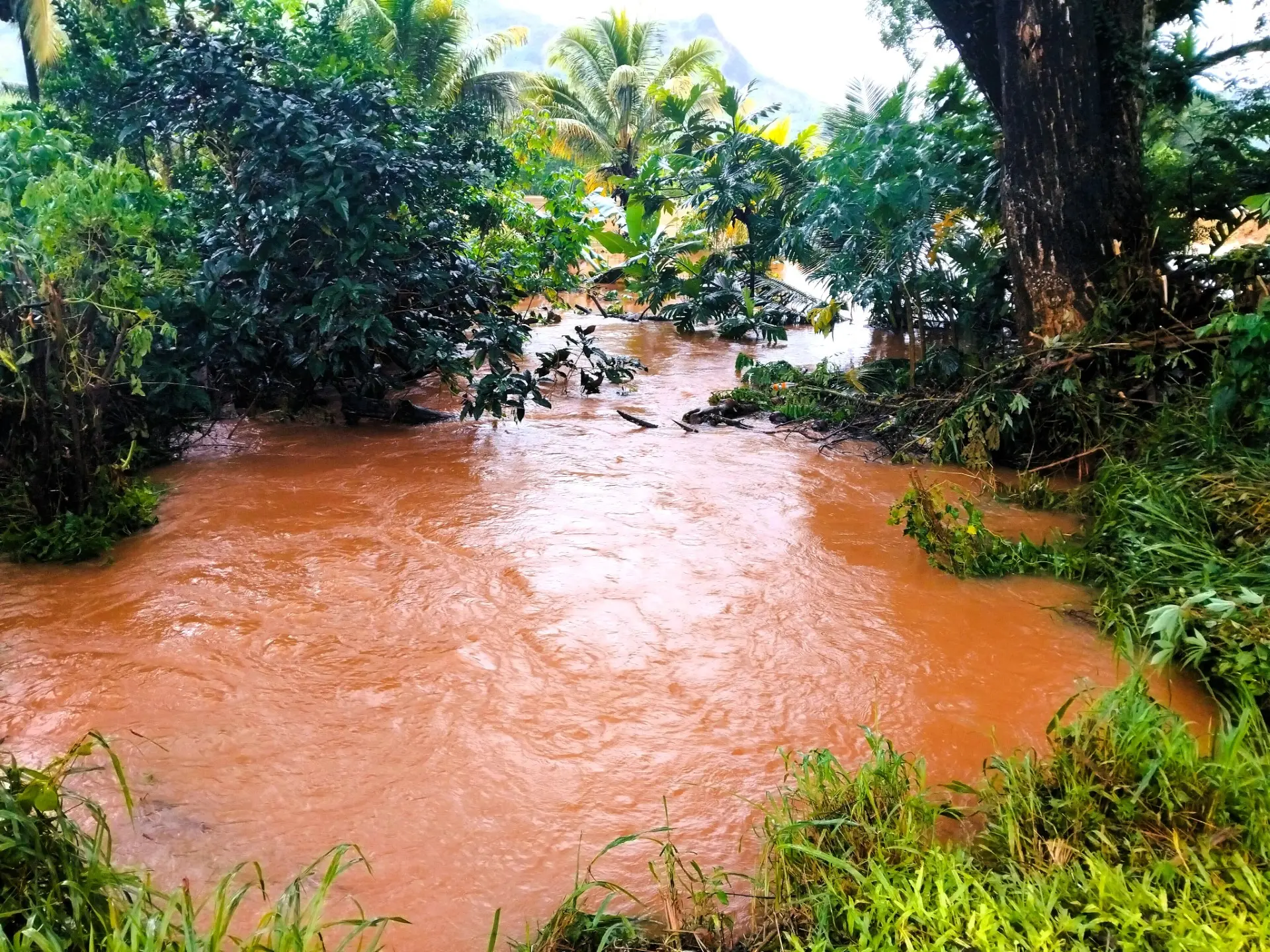 Vegetable farms were affected in the recent flooding in Labasa on March 2, 2026. Photo: Sampras Anand. 