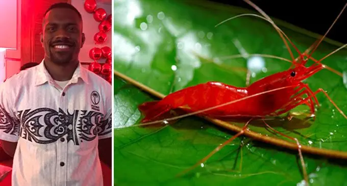 Jiuta Wainiqolo. Photo: Luisa Lui. Inset: Red prawns found on Vatulele Island.