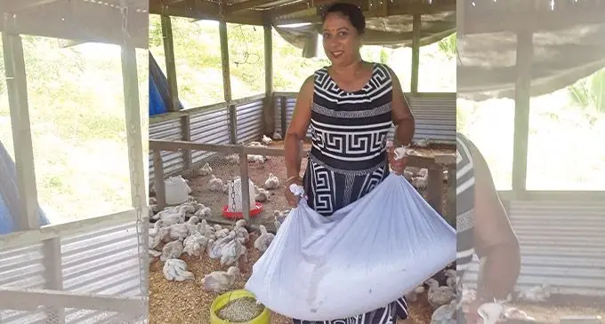 Angela Prasad tending to her chicks.