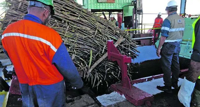 Sugar cane ready for crushing at Rarawai Mill.