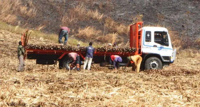Cane cutters load a lorry with harvested cane at Ellington in Rakiraki.  