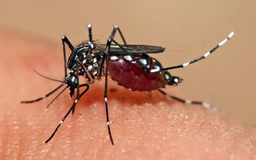 170410_Aedes_aegypti_Full