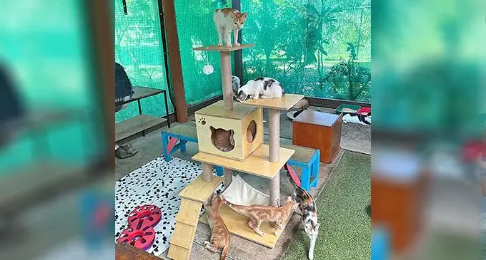Cats in the shelter.