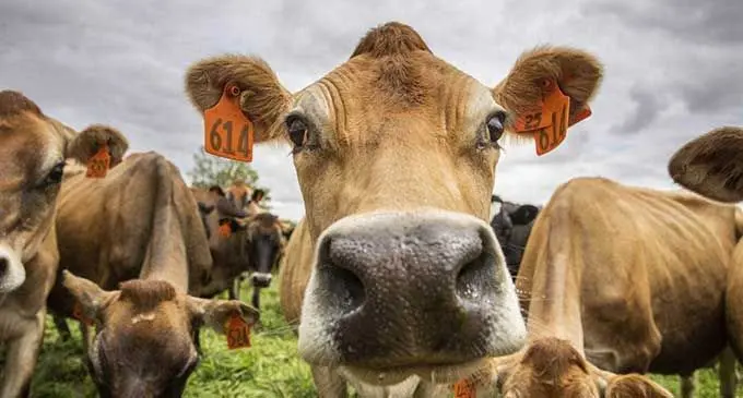 cows