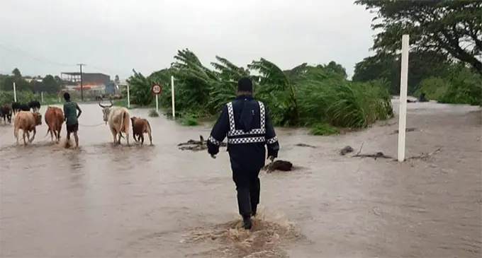 A Policeman assists farmers to take their animals to higher ground.  Photo: Charles Chambers