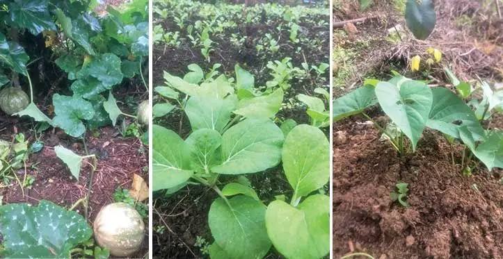 E levu sarana na kakana draudrau e sa teivaka tu o Pelasio Jese, oqo e wili kina na papukini, kaveti, kei na kumala. E sa tekivu volivolitaki tale tiko o koya mai na nona koro.