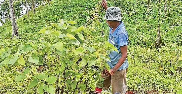 Fiji Development Bank expects to launch its Agriculture Value Chain initiative, which will do away with the involvement of middlemen.