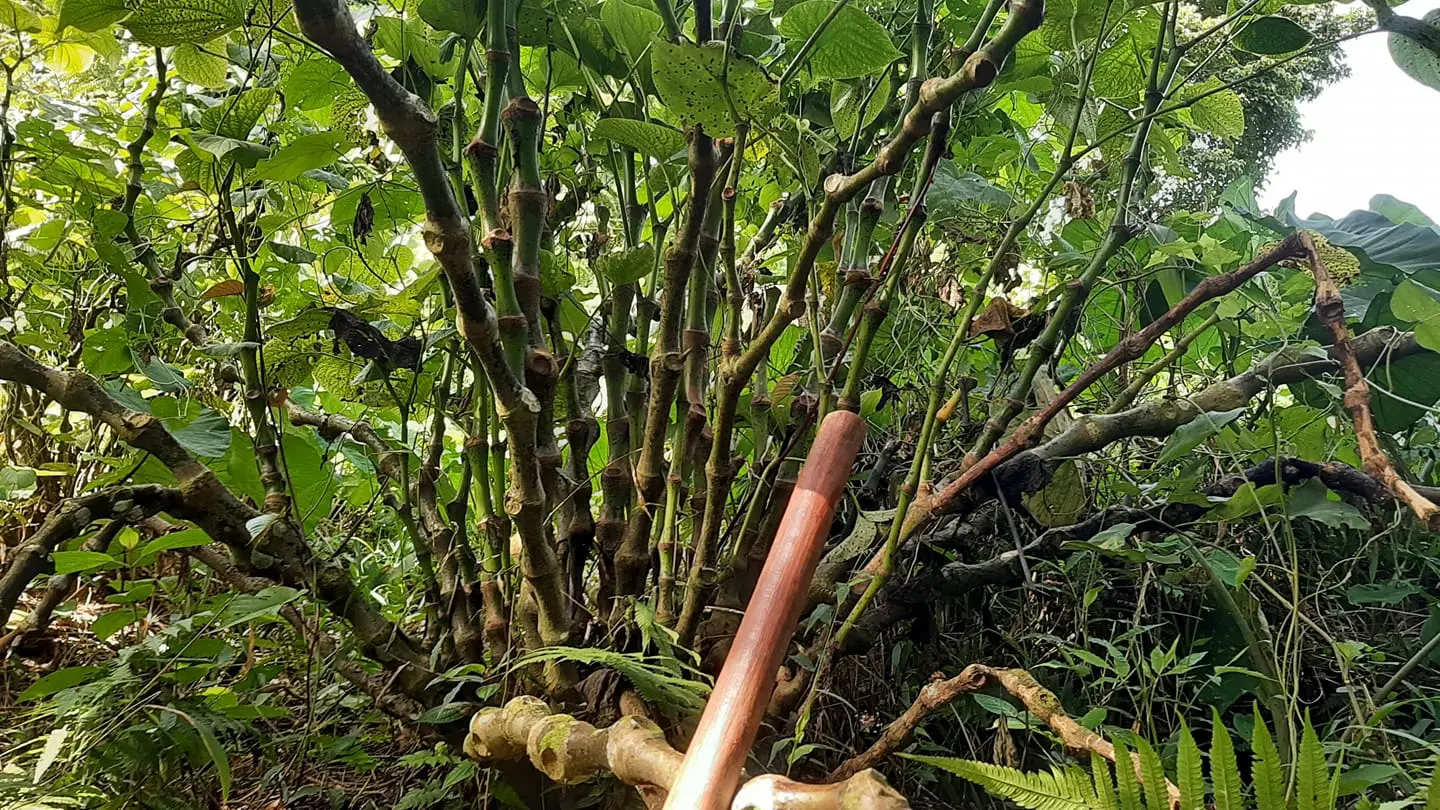 Yaqona plants.
