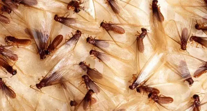 flying-termites-image-720x360
