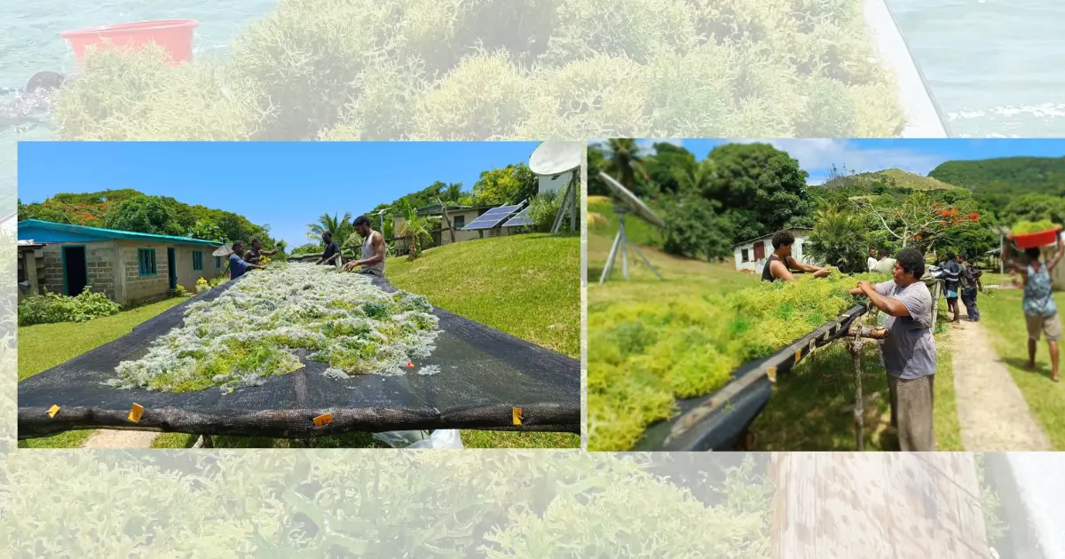 Kadavu village builds sustainable future through seaweed farming