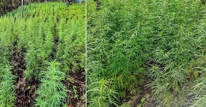 The plants suspected of being marijuana discovered by the Fiji Police Force. Photos: Fiji Police Force