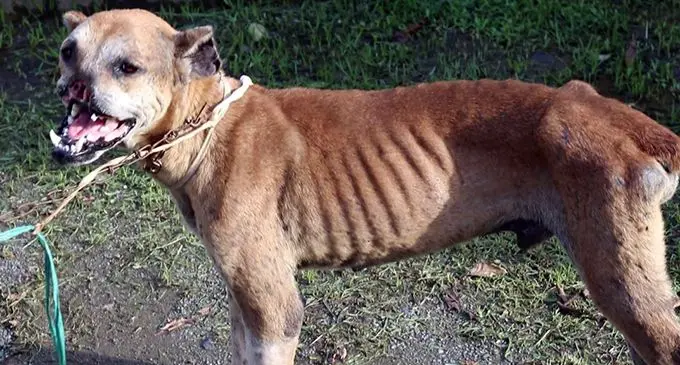 An injured dog named Jordan who was allegedly used for pig hunting.