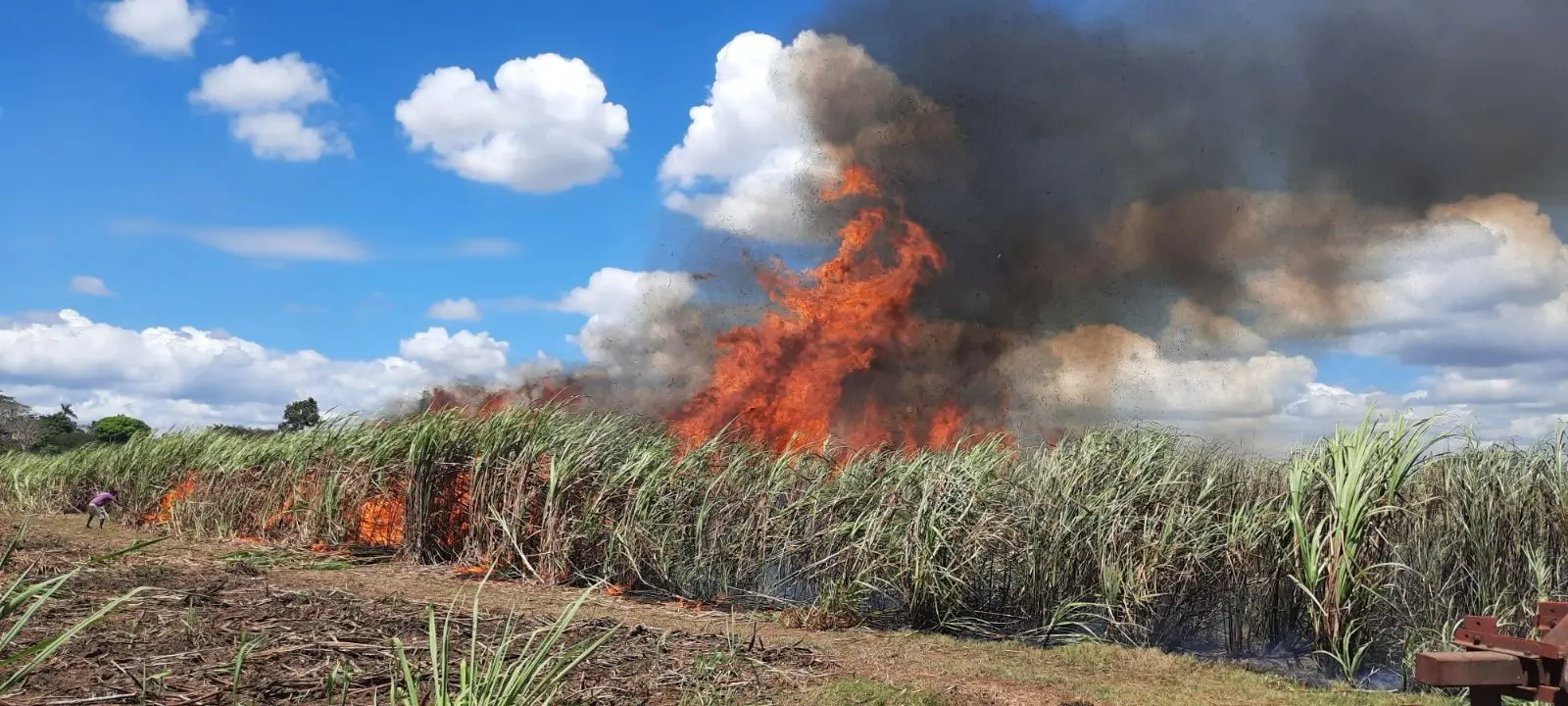 sugarcane-fields-on-fire.jpg