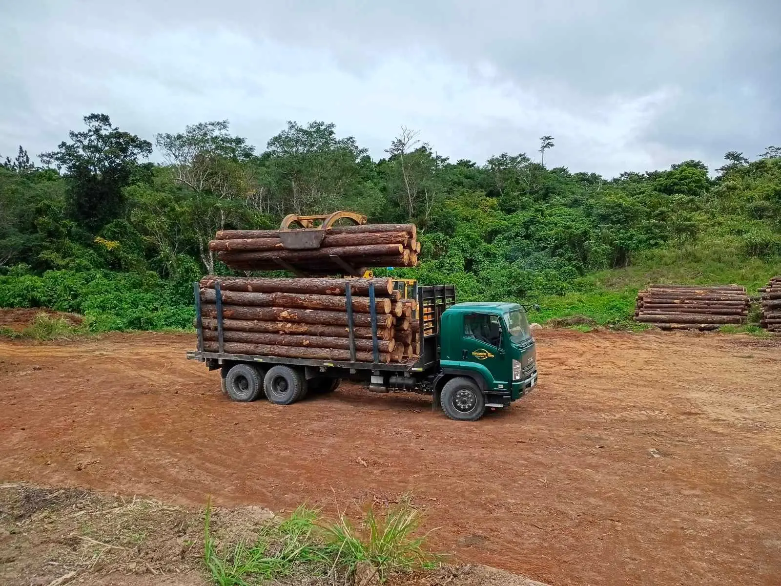 Pine logging in Kadavu.