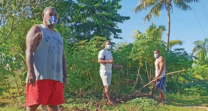 From left: Namoli Village headman, Isikeli Nava, with his sons Viliame and Nacanieli at their cassava plantation at Namoli Village in Lautoka on June 18, 2021.    Photo: Nicolette Chambers