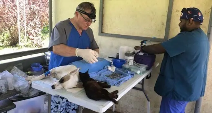 A bus stop on Taveuni Island was turned into a clinic centre to treat animals nearby. Photo: Taveuni Animal Lovers