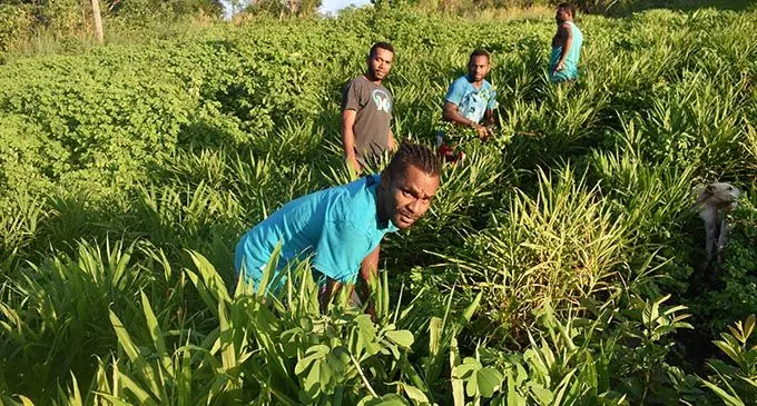 Autiko Navuda (front) with his friends of Nakoro Village, Navosa at their organic ginger farm.  Photo: Nicolette Chambers