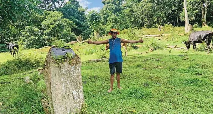 Two-time Pacific Labour Scheme recipient, Osea Tikotabua in his cattle farm on May 9, 2021