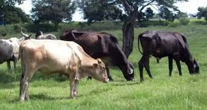 livestock-750x403