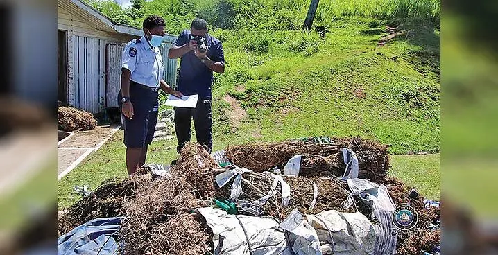 Plants believed to marijuana seized during a raid. Photo: Fiji Police Media