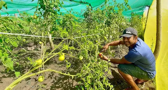 Former inmate Leon Marseu Conibeer harvesting tomatoes from his farm. Photo: Susana Hirst-Tuilau