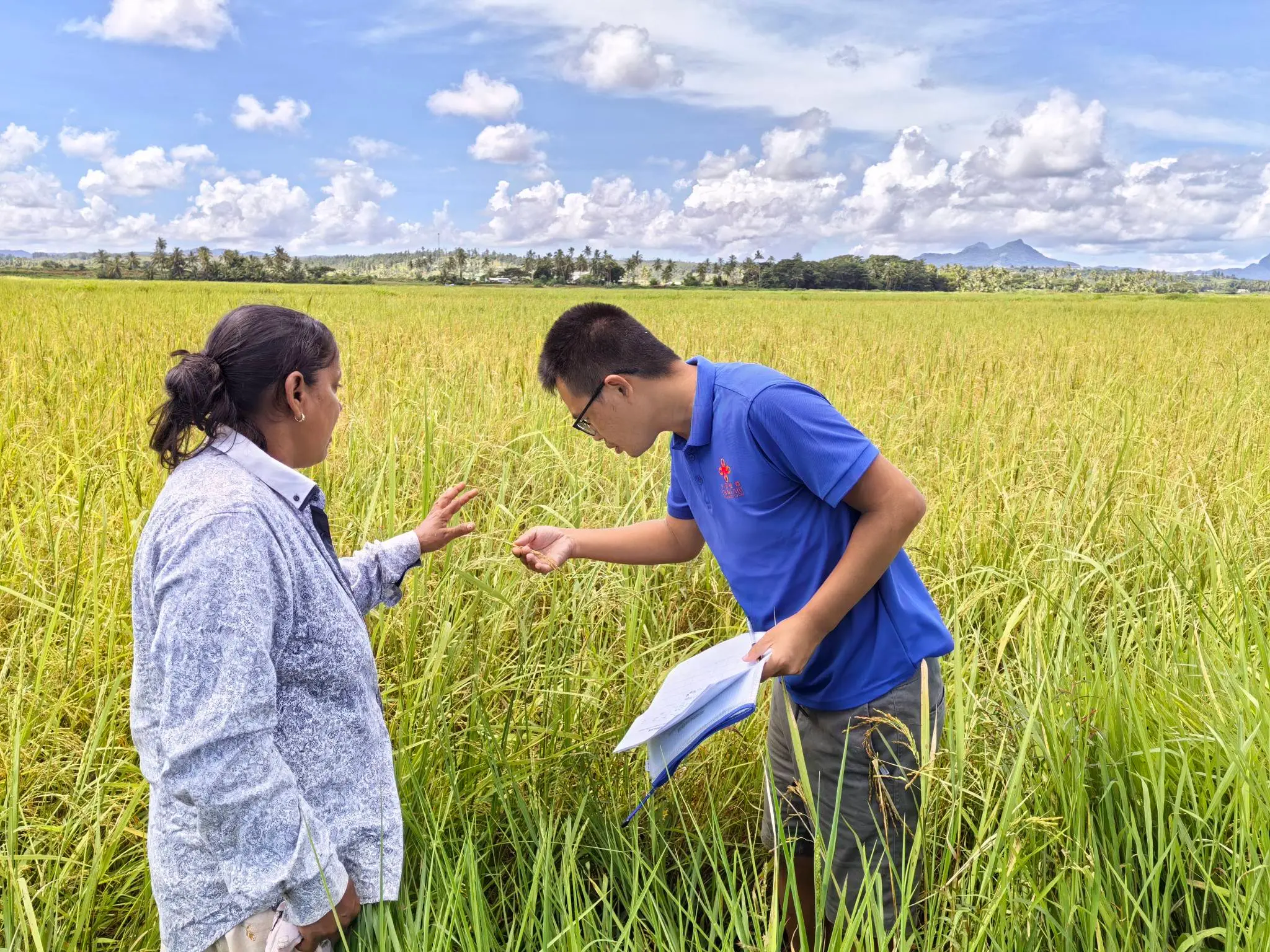 Fuel crisis sharpens urgency for local rice farming