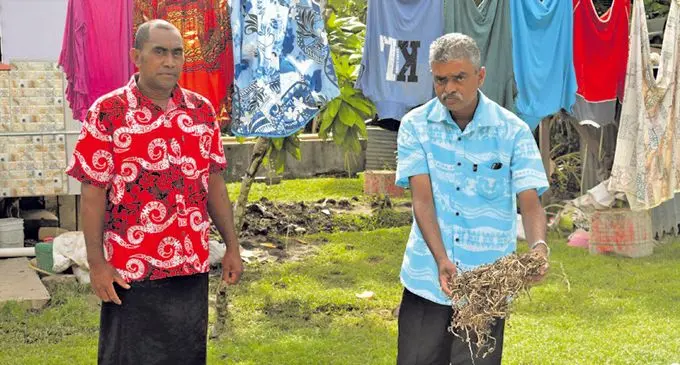 Assistant Minister for Agriculture, Viam Pillay, inspecting yaqona cuttings in Natumua Village, Kadavu Photo: DEPTFO News