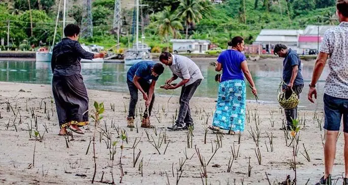 Nawi Island directors, consultants, management and staff members during their mangrove replanting campaign.