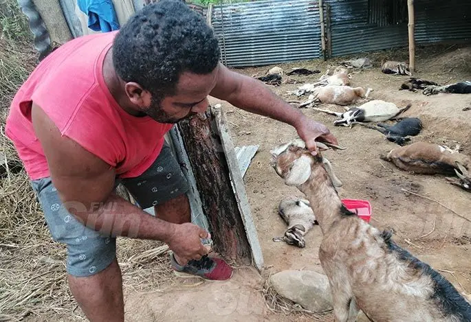 Pastor Poasa Sili lost 31 goats, which he claims were poisoned and stabbed. Photo: Susana Hirst-Tuilau