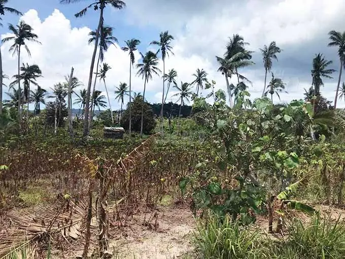 Damaged crops after Tropical Cyclone Yasa in Lau. Photo: Kelera Sovasiga