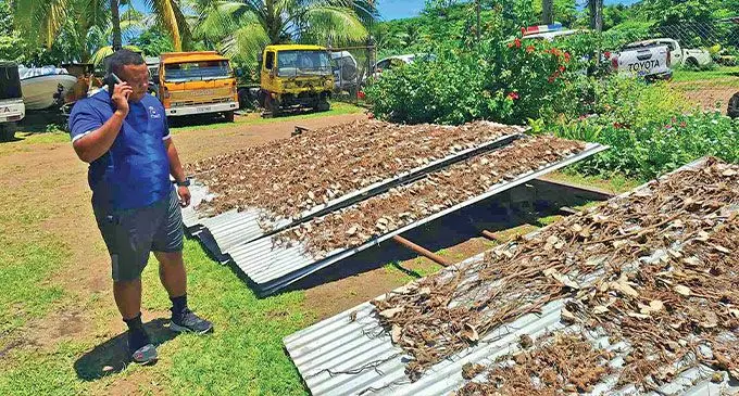 Police in Taveuni are proactively trying to arrest and disrupt criminal activities of stolen yaqona plants. Photo: Police Media Cell