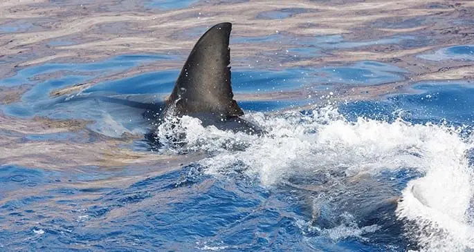 shark-in-water-showing-dorsal-shark-fin