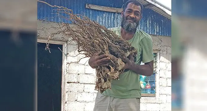 Ko Ramanu Sigaobua kei na yaqona mamaca.