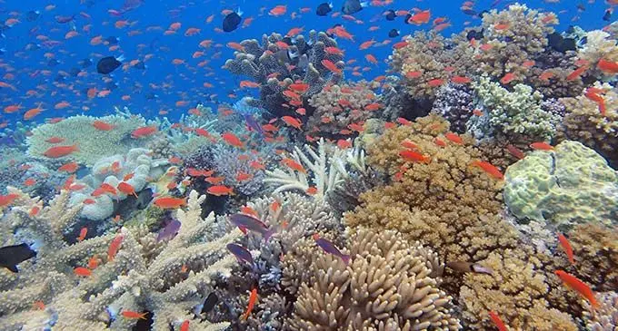 Our coral reefs and marine life in the Vatu-i-Ra Conservation Park flourishing and not affected by Cyclone Yasa. Photo: Sangeeta Mangubhai