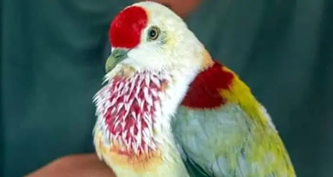 The many coloured fruit dove. Photo: Manasa Vula