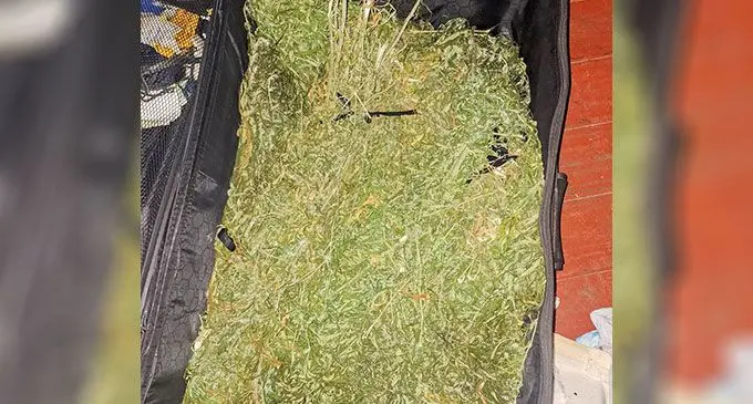Illicit drug believed to be marujuana found in Port Mua-Walu. Photo: Fiji Police
