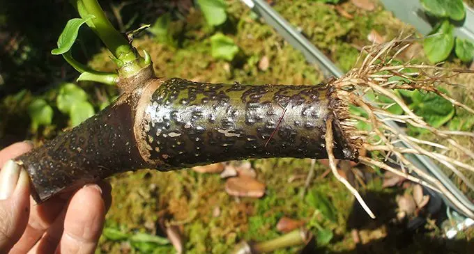 Yaqona cuttings 