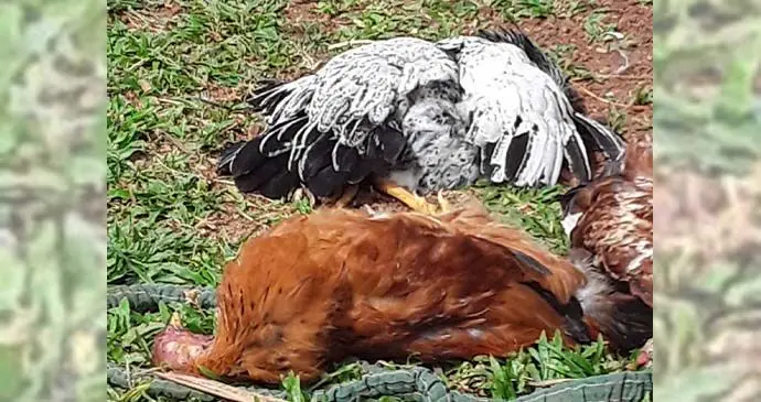 Dead chickens in Korovuto, Nadi.