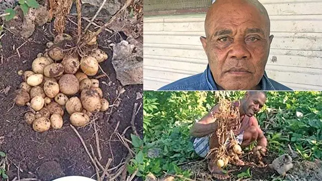 (From L-R) Potatoes harvested on Cikobia in Macuata. (Top right)District representative of Cikobia and Jiasa Ratumuri in Labasa on November 8, 2021. Inset: Photo: Laisa Lui