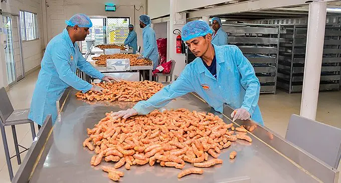 Raw organic turmeric being processed at Ashwin Export and Import Company Ltd in Namaka, Nadi