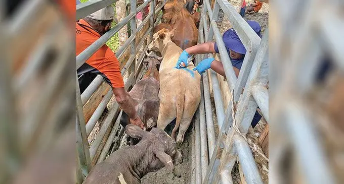 Officers from the Animal Health and Production Division have been conducting tests on cattle in farms located in Navosa and highlands of Nadi.