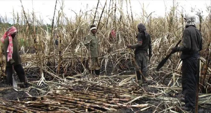 Sugarcane farmers in the cane belt areas will no longer need to get Police reports for their burnt cane before harvesting. 