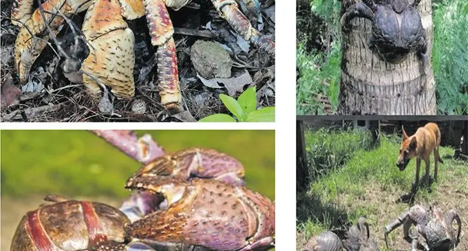 Varieties of coconut crabs which are becoming extinct.