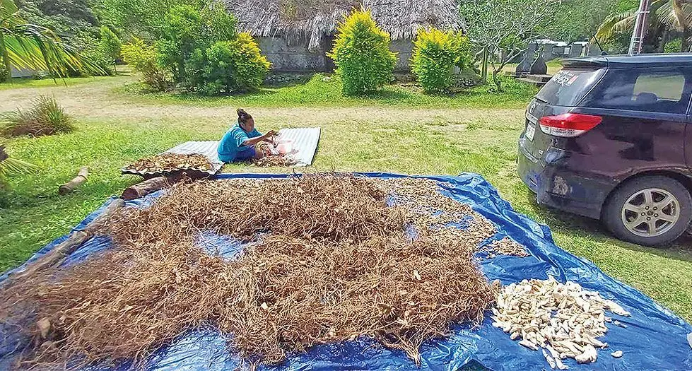 Toso vinaka tiko na vakayagataki qele lako vata na kena matua ka volitaki talega na nodratou yaqona vakaveitacini mai Savusavu. 