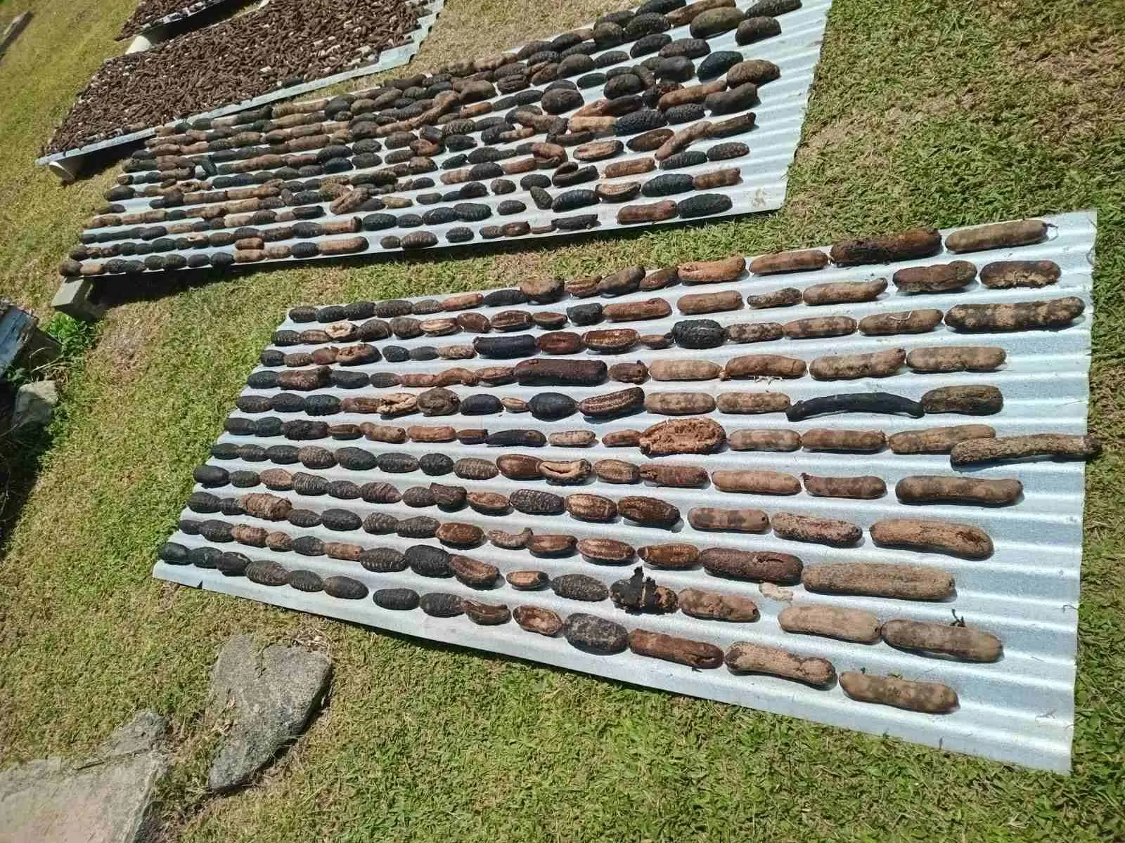 Villagers in Udu Peninsula struggle as fishing licences are delayed. Bech-de-mer and other marine activities paused