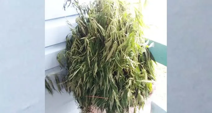 The marijuana plant that was discovered in Ketei Village, Totoya in Lau.