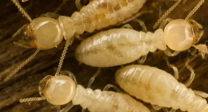 Asian Subterranean Termites