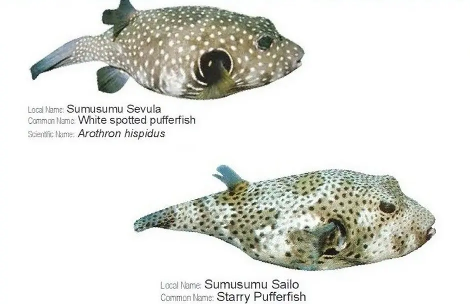 The Ministry of Fisheries has issued a public health warning urging Fijians to be extremely cautious when consuming reef fish, particularly pufferfish, due to the risk of tetrodotoxin (TTX) poisoning. 